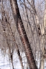 Red-brown bark with horizontal lenticles.