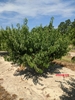 Small tree in a row of peach trees
