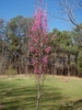 Form of 'Corithian Pink'