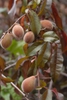 Prunus persica