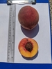Two peaches: one whole & one-half fruit sitting on a clipboard.