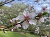 Flower of species