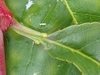 Glands at base of leaf