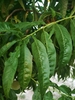Leaves of thespecies- note the inward curl