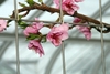 Branch with pink flowers in March in Longwood Gardens