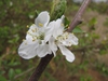 Prunus salicina 'Methley'