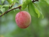 Fruit