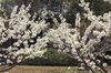 Branches in bloom