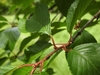 Leaf arrangement buds