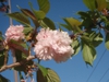 Prunus serrulata