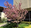 'Kwanzan' Form and full bloom