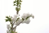 Branch with white flowers in April in Potomac, Maryland
