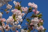 Prunus serrulata