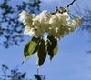 double white flowers with pink tinges with stipules