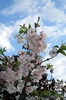 Flowers of 'Autumnalis'