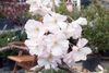 Cluster of white flowers
