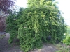 Prunus subhirtella 'Snow Fountain'