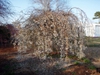 Weeping branch form