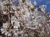 Bright white flowers cover the branches in mid-spring.
