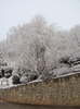 Prunus x subhirtella 'Pendula'