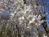 Flower of 'yedoensis'