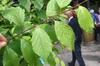Leaves