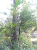 Form