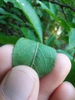 Underside of leaf