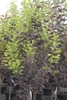 Prunus virginiana