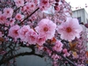 Close up of flower