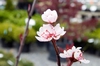 flowers and stems