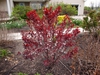 Spring form