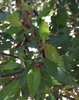young tree leaves and spent flowers, early spring, Durham County