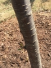 bark, early spring, Durham County, NC