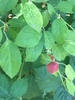 Green leaves