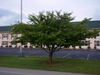 Prunus x yedoensis Form