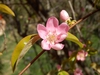 Pseudocydonia sinensis flower