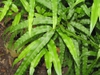 Pseudocydonia sinensis leaves