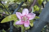 Pseudocydonia sinensis flower