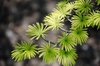Pseudolarix amabilis