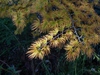 Pseudolarix amabilis