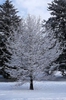 Pseudolarix amabilis