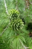 Pseudolarix amabilis