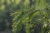 Pseudolarix kaempferi