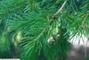Needles and stem