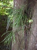 Epiphyte form