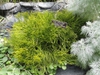 Form in a botanical garden