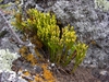 Growing in a rock crevice