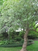 Small tree in the landscape.