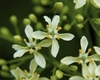 Flowers have 4 or 5 petals and an unpleasant fragrance.